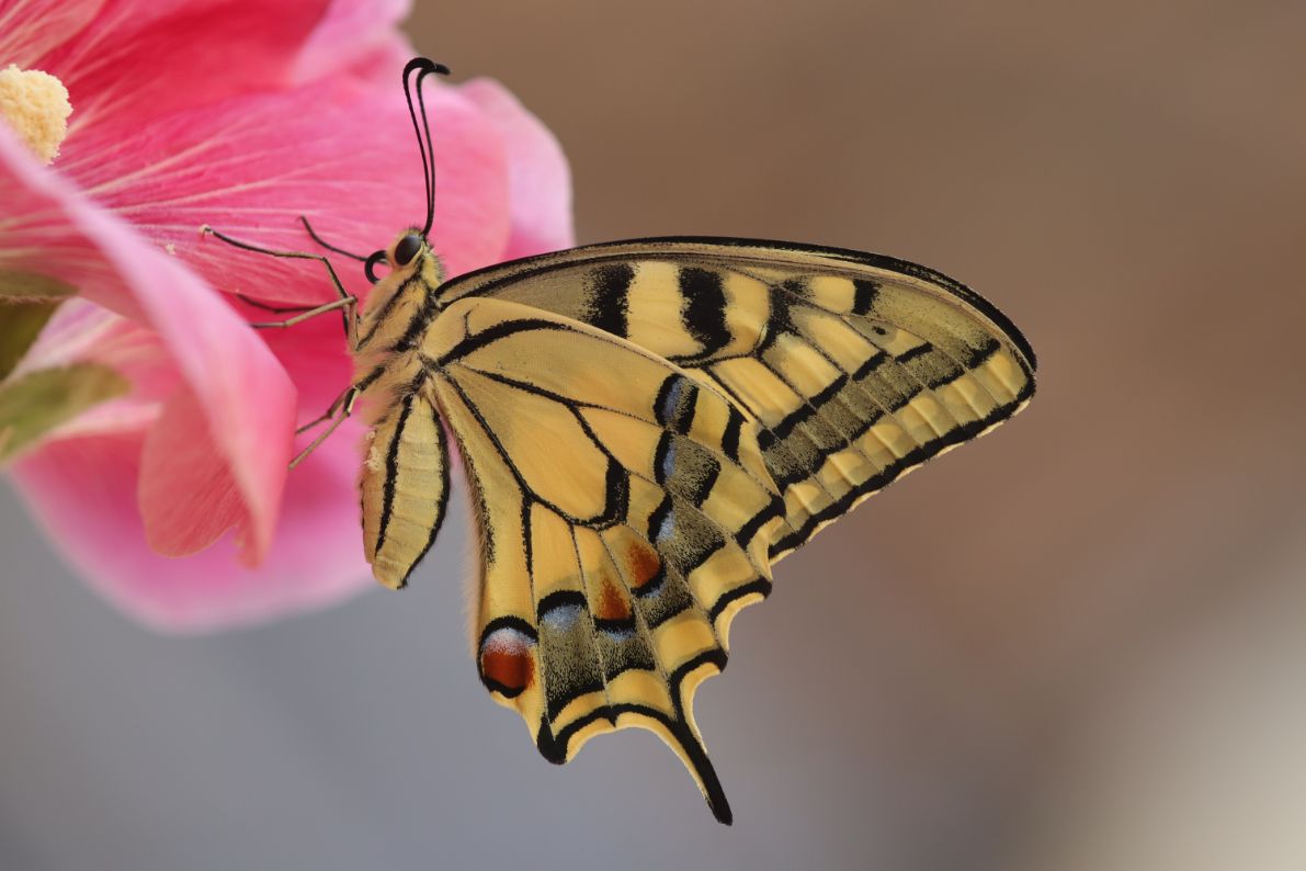 Butterfly Conservatory Of Goa_3_G